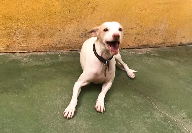 multimedia-foto64444-355-1