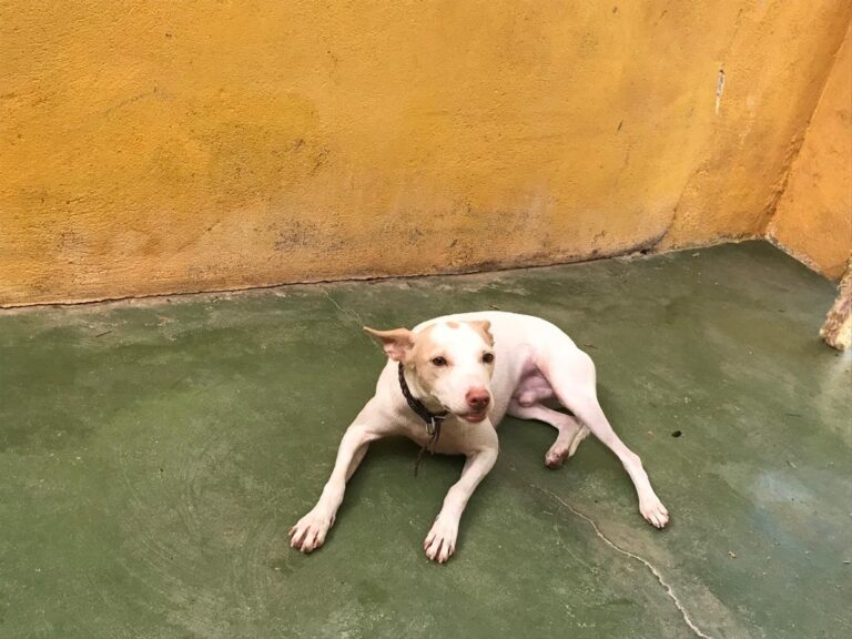 multimedia-foto64445-355-1