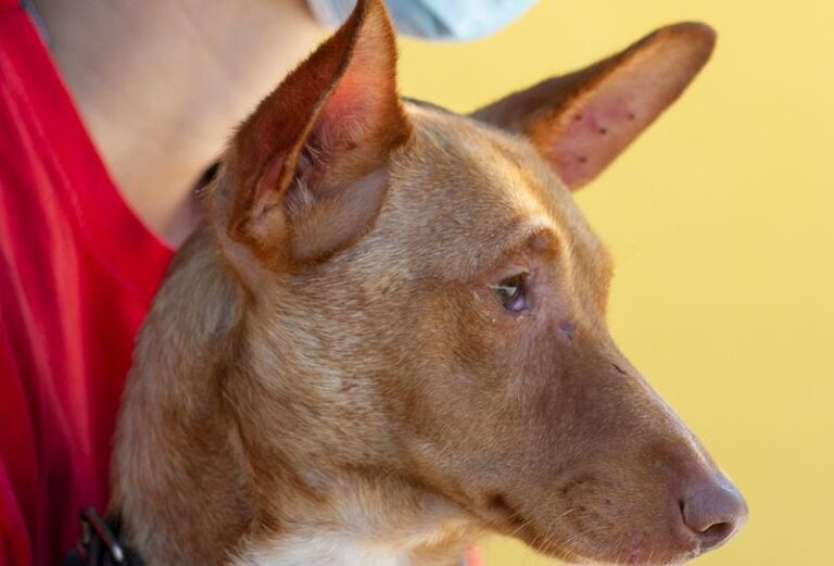 multimedia-foto64462-222-1