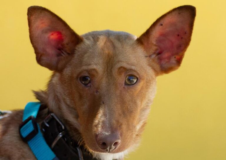 multimedia-foto64463-222-1