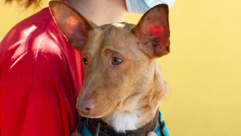 multimedia-foto64464-223-1