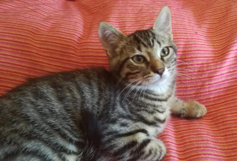 multimedia-foto64478-541-1