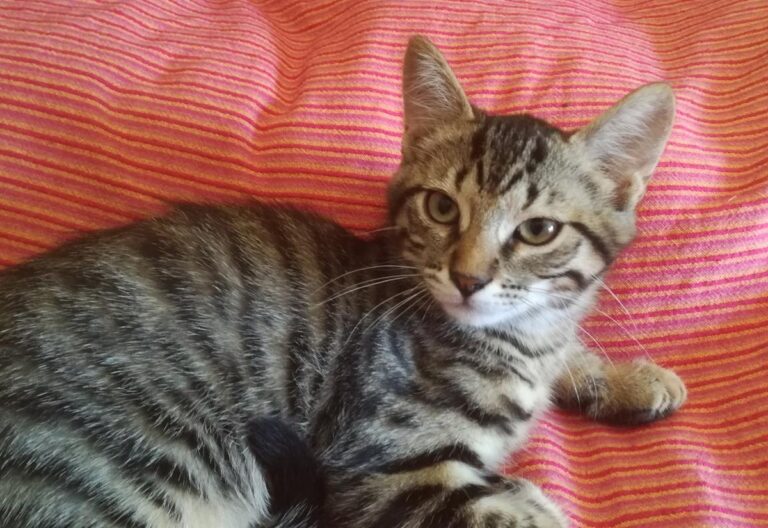 multimedia-foto64479-541-1