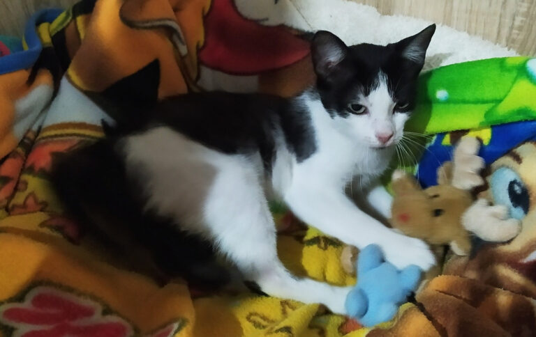 multimedia-foto64498-753-1