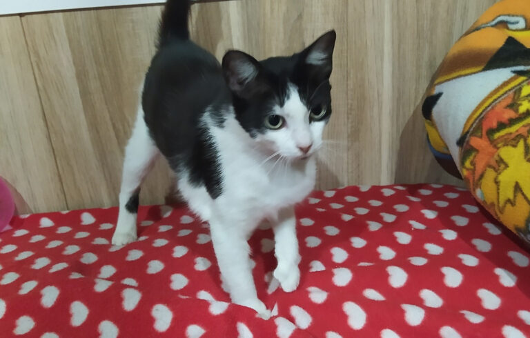 multimedia-foto64499-753-1