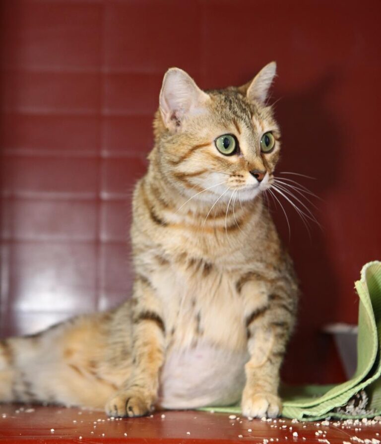 multimedia-foto64507-62-1