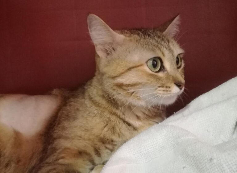 multimedia-foto64508-63-1