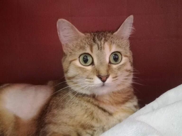 multimedia-foto64509-63-1