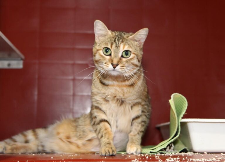 multimedia-foto64510-64-1