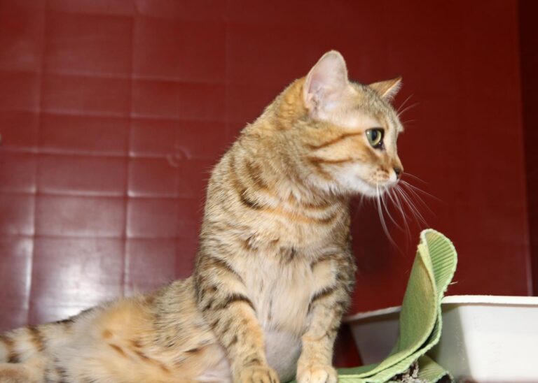 multimedia-foto64511-64-1