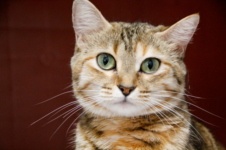 multimedia-foto64512-65-1