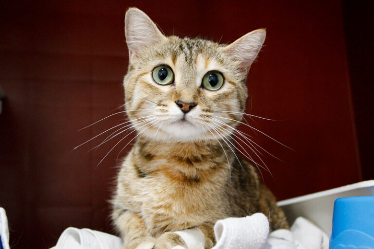 multimedia-foto64513-65-1