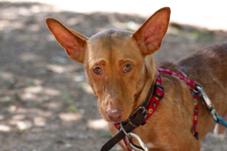 multimedia-foto64517-940-1