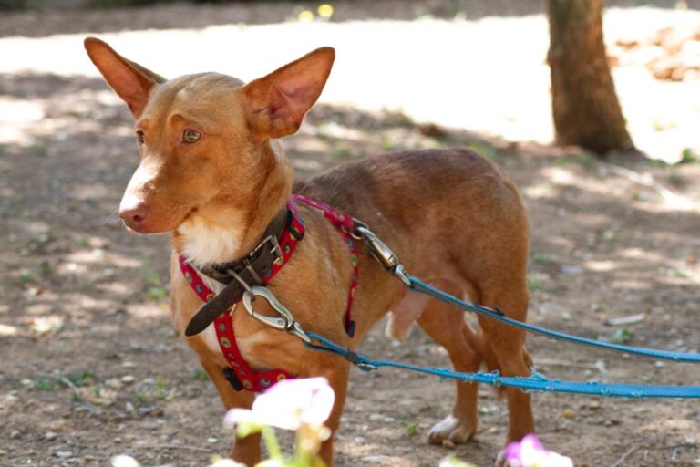 multimedia-foto64518-941-1