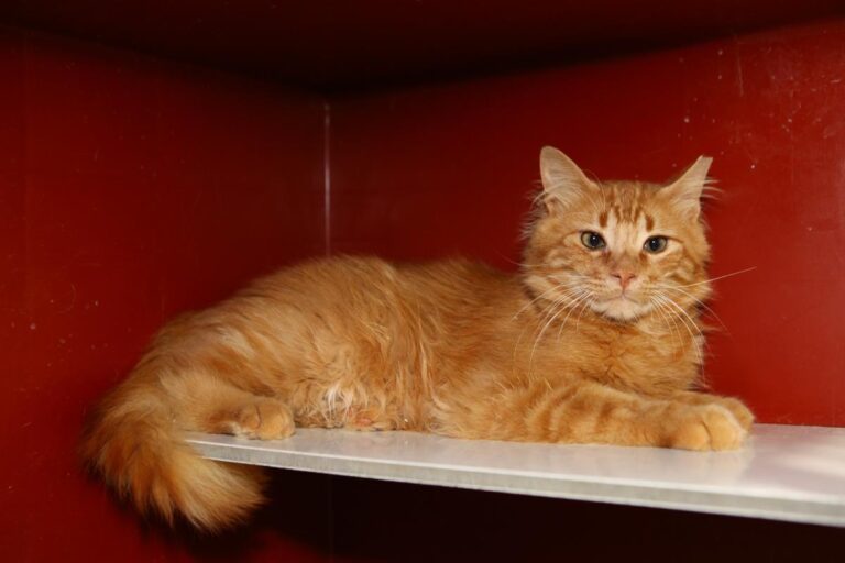 multimedia-foto64523-411-1