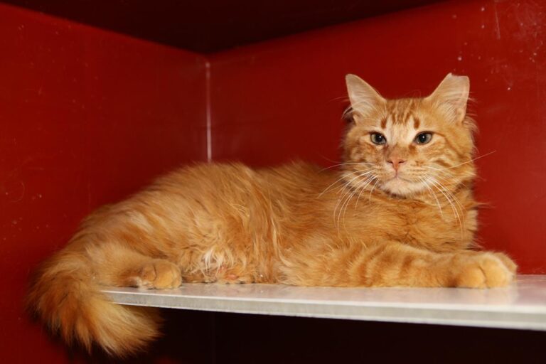 multimedia-foto64524-412-1