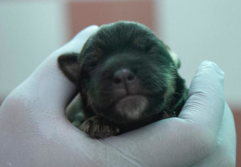 multimedia-foto64542-950-1