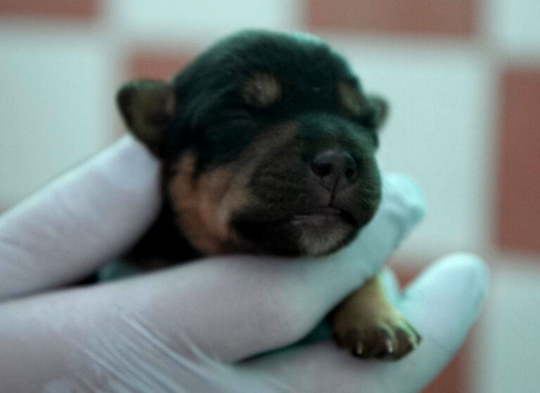 multimedia-foto64543-950-1