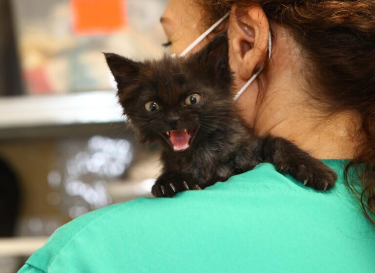 multimedia-foto64576-225-1