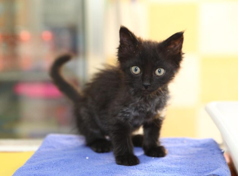 multimedia-foto64578-226-1