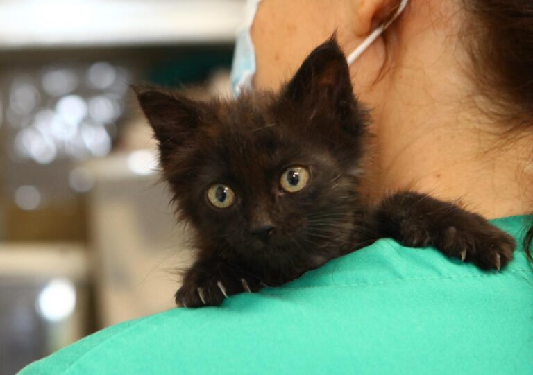 multimedia-foto64579-227-1