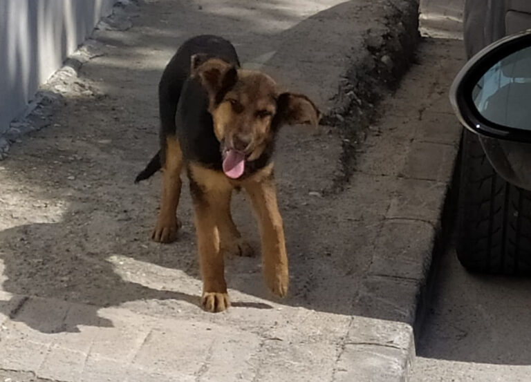 multimedia-foto64603-488-1