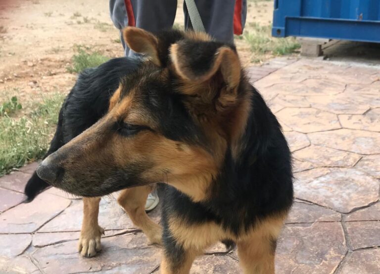 multimedia-foto64606-490-1