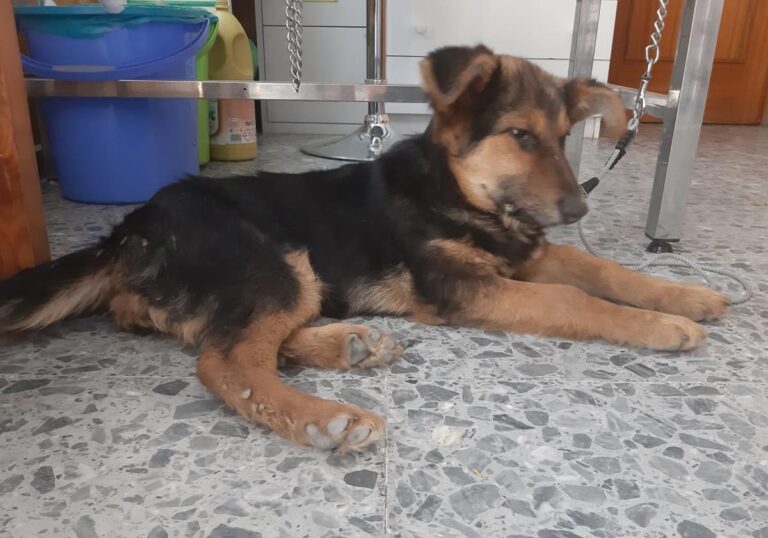 multimedia-foto64607-490-1