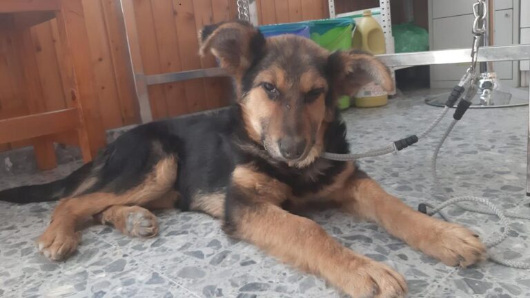 multimedia-foto64608-491-1