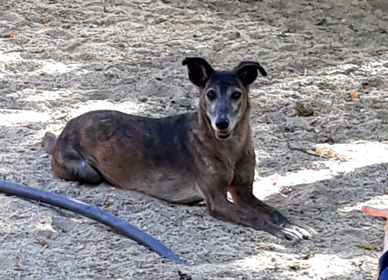 multimedia-foto64609-620-3