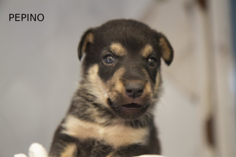 multimedia-foto64616-403-1