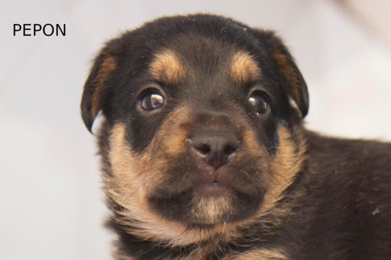 multimedia-foto64621-406-1