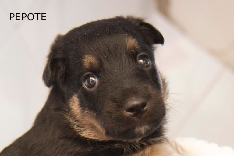 multimedia-foto64624-408-1