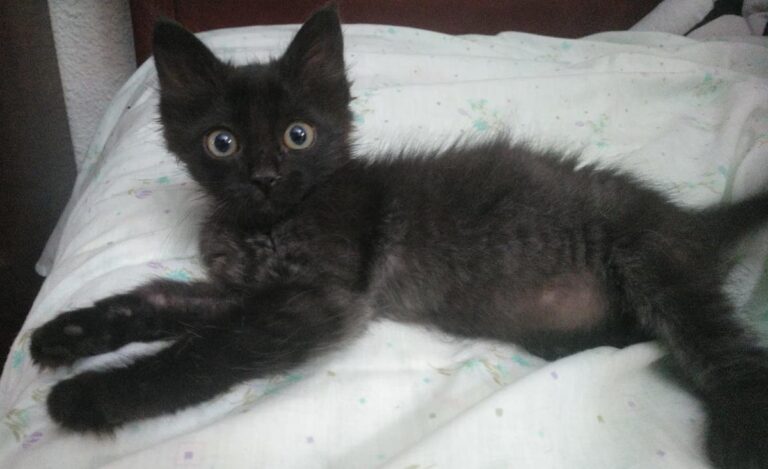 multimedia-foto64634-393-1