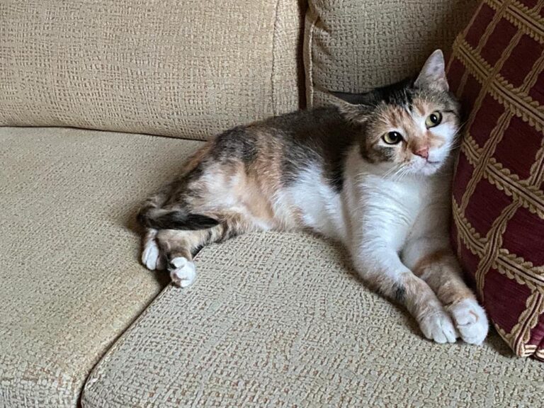 multimedia-foto64652-901-1