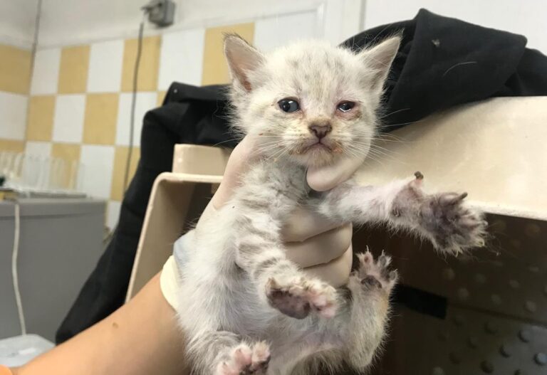 multimedia-foto64661-679-1