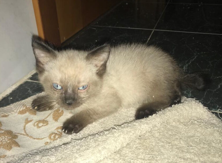 multimedia-foto64676-968-1