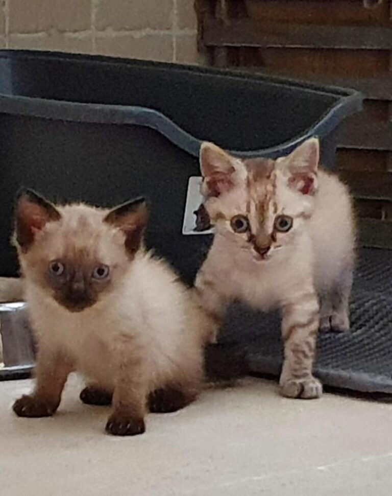 multimedia-foto64677-968-1