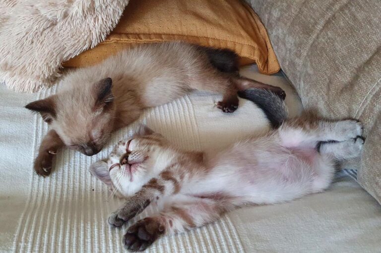 multimedia-foto64678-969-1