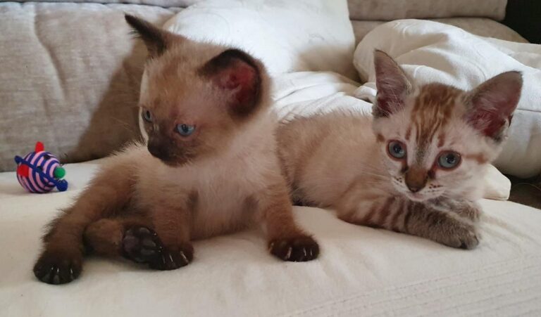 multimedia-foto64679-970-1