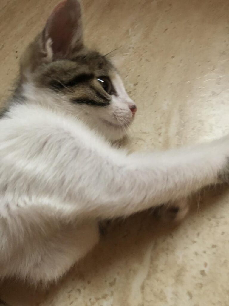 multimedia-foto64681-871-1