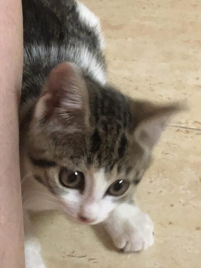 multimedia-foto64682-872-1