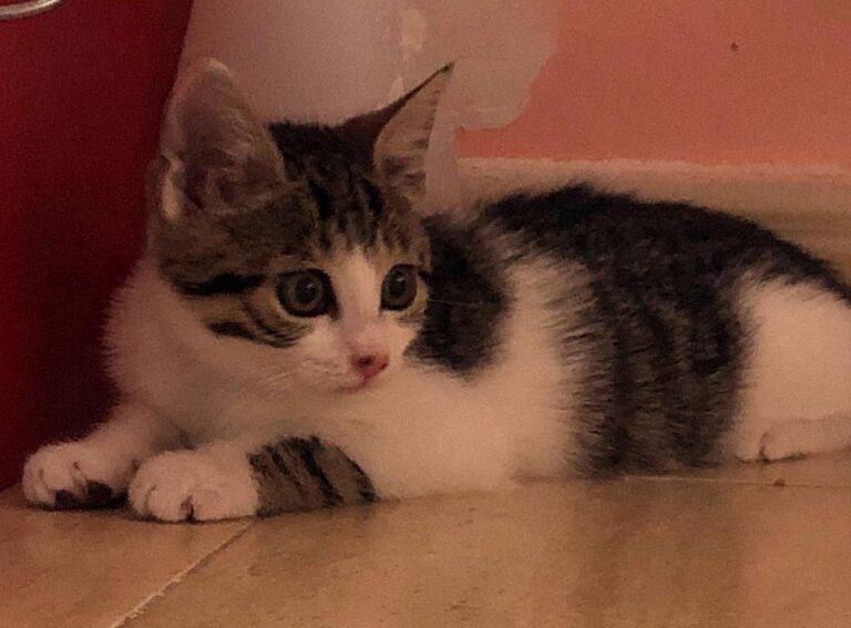 multimedia-foto64683-872-1