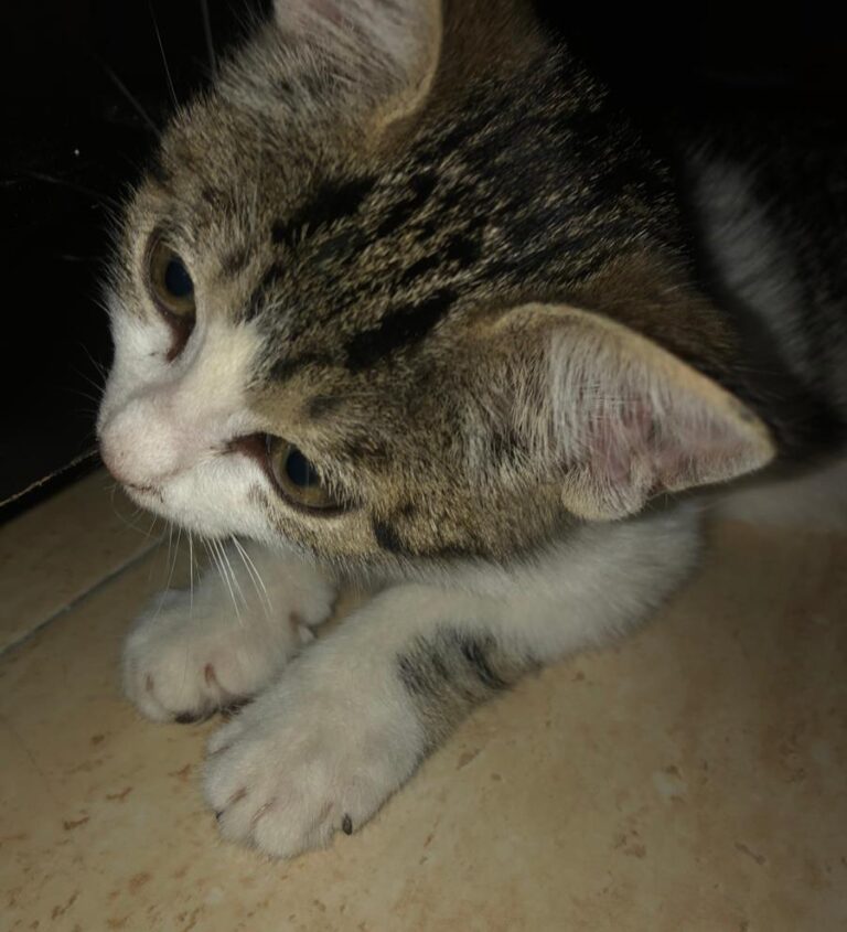 multimedia-foto64684-873-1