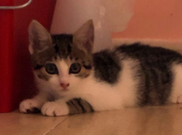 multimedia-foto64685-873-1