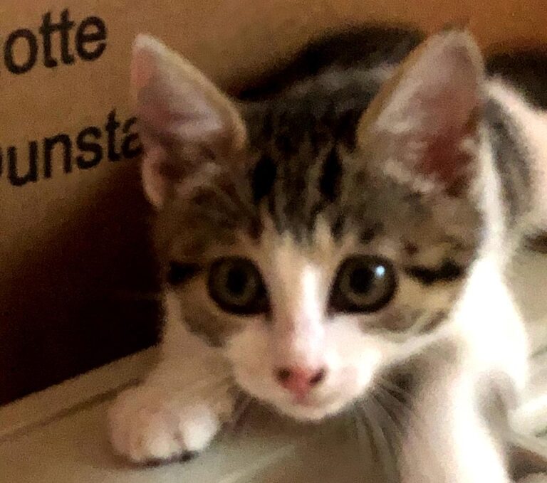 multimedia-foto64686-874-1