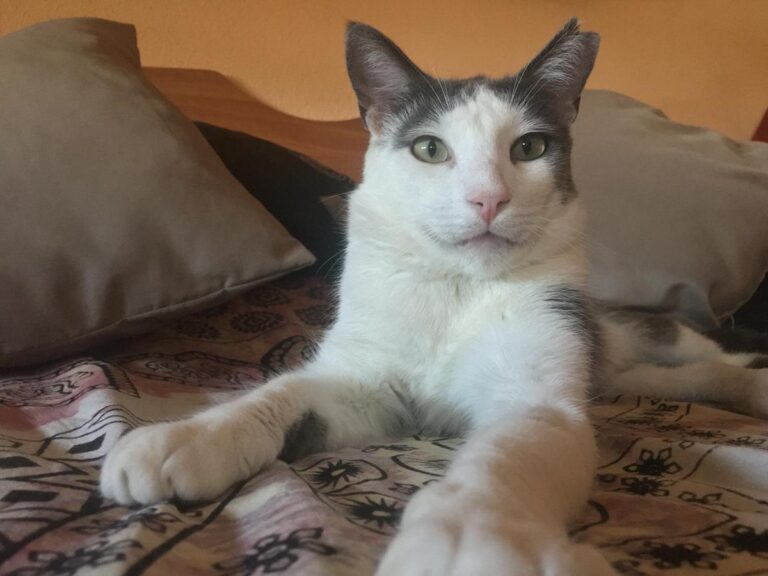 multimedia-foto64694-335-1