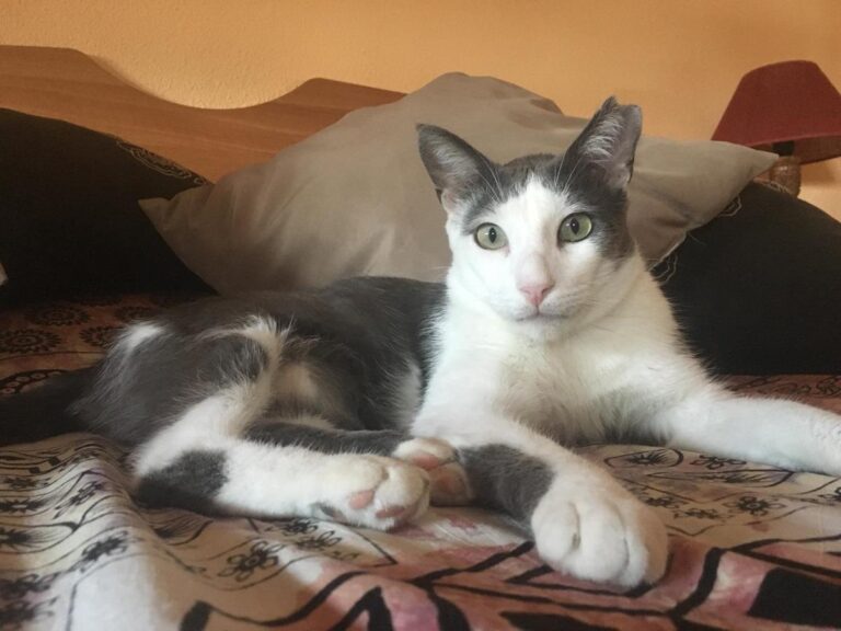 multimedia-foto64695-335-1