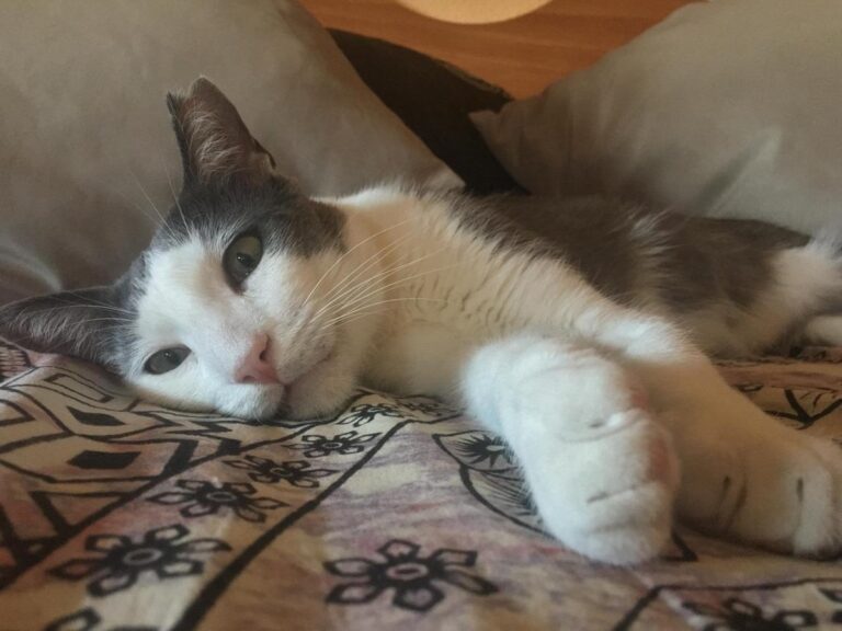 multimedia-foto64696-336-1