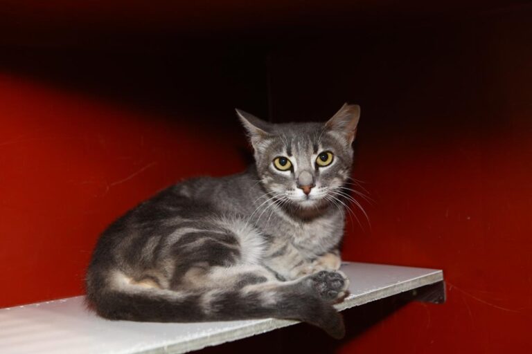 multimedia-foto64706-114-1